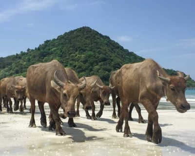 selong-belanak-beach-buffalo-lombok-1024x640